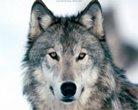  - Тамбовский волк будет рекламировать областной туризм