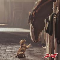  - Дружба животных в рекламе Budweiser