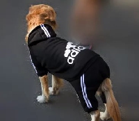  -   Adidog     adidas.    