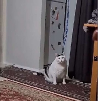 - Когда кот начинает материться?
