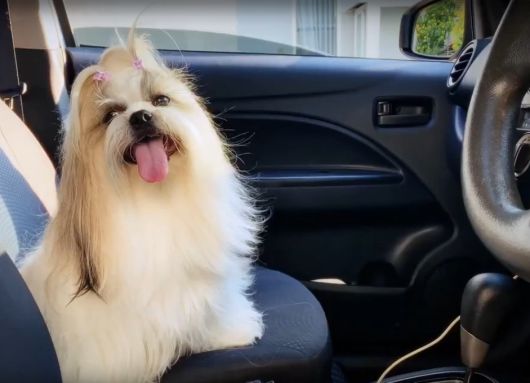 Новости Видео Рекламы - Как перевозить животных в машине?