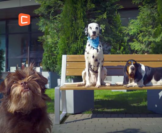 Новости Видео Рекламы - Как собаки обсуждали Михаила Галустяна?