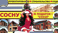 - О хвойных деревьях