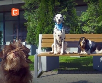 Новости Видео Рекламы - Как собаки обсуждали Михаила Галустяна?