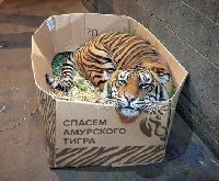  - Упаковочные коробки в поддержку амурских тигров